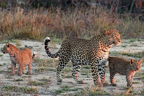 Jawai Leopard Safari Tour Package